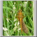 Sympetrum flaveolum - Gefleckte Heidelibelle m07.jpg